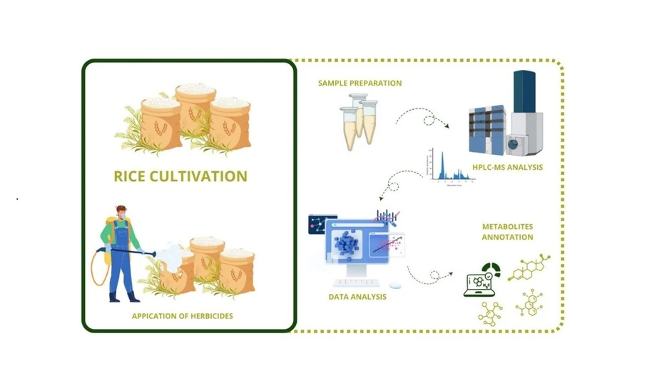 <p>ACS Agric. Sci. Technol. 2025, 5, 8, 1641–1653: Graphical abstract</p>