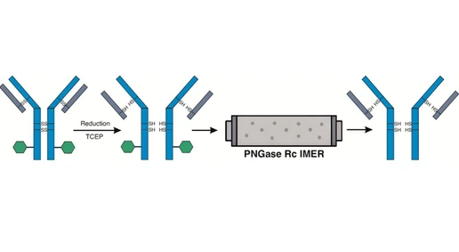 Online Deglycosylation of Monomeric Intact Proteins Using the PNGase Rc Immobilized-Enzyme Reactor
