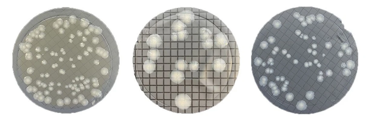 ALS Czech Republic: EnviroMail™11/Europe: Legionella in Waters. Why Testing is Important?!?!: Figure 4: Typical suspected Legionella colonies on agar.