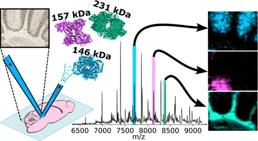 Imaging of Protein Assemblies up to 231 kDa in Tissues with Nano-DESI Mass Spectrometry