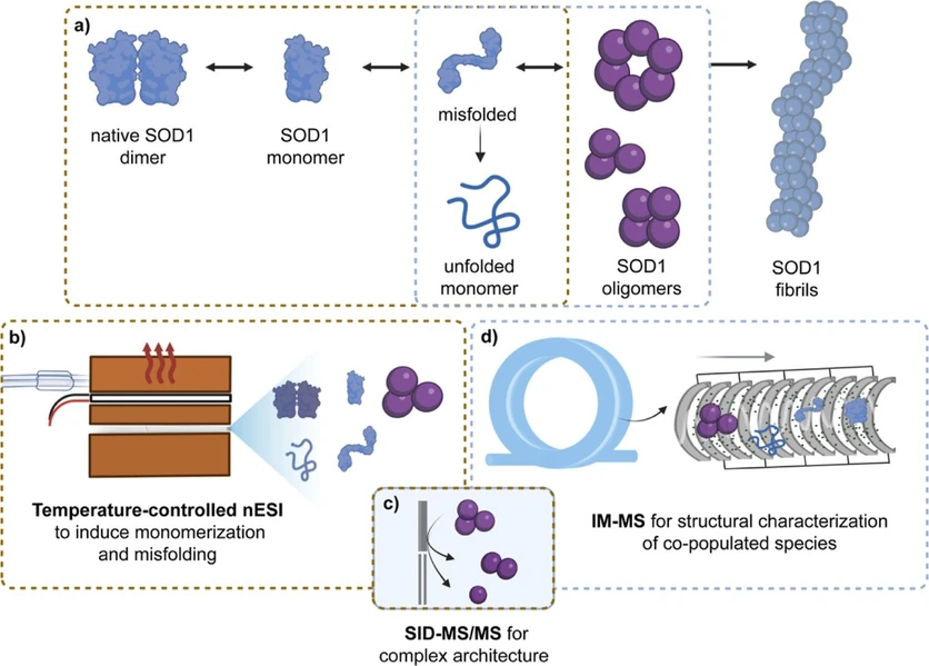 Anal. Chem. 2026, 98, 20, 14683–14694: Figure 1. Schematic of methodologies employed to characterize the stages of SOD1 aggregation from native dimer to insoluble fibrils. (a) The SOD1 aggregation pathway proceeds from native dimers to conformationally diverse monomers and subsequently to soluble heterogeneous oligomers, prior to insoluble fibril formation. (b) SOD1 dimer dissociation and monomer misfolding can be induced by controlled thermal ramping using TC-nESI (brown boxes). (c) The architecture of oligomeric complexes can be determined by SID-MS/MS. (d) IM-MS featuring the cyclic IMS design enables structural and conformational characterization of all species (blue boxes).