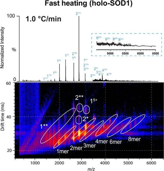 Anal. Chem. 2026, 98, 20, 14683–14694: Figure 2. Fast thermal denaturation of holo-SOD1 via TC-nESI-IM-MS. Mass spectrum of holo-SOD1 after fast heating (data summed over the range of 75–85 °C). The data were acquired with a rate of 1.0 °C min–1 over the full 25–85 °C ramp. The zoomed-in spectrum shows the m/z region from 4500 to 6500. The lower m/z range (50–2300) is x10 magnified, while the higher m/z range (4000–6500) is ×200 enhanced. The corresponding heat map shows three-dimensional data of the fast ramp offering intensity, drift time and m/z of all species. The spectra from both the fast and the slow ramp (Figure 3a) contain the same number of scans.