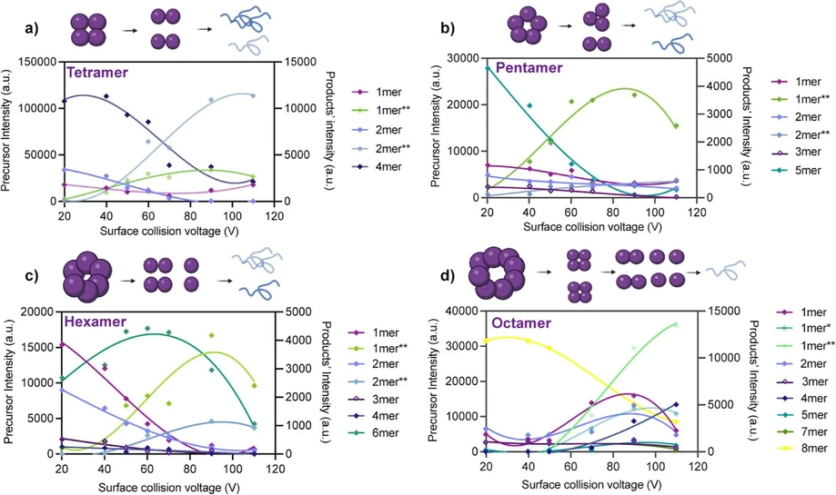 Anal. Chem. 2026, 98, 20, 14683–14694: Figure 5. SID profiles of different apo-oligomers. (a–d) Apo-oligomers investigated range from tetramers to octamers. The intensities of all ejected complexes (extracted from their respective IM-MS heat maps) throughout the SID-MS/MS experiment were plotted over collision surface voltage (20 to 110V). Raw intensities of precursor and product ions are traced on the left and right y-axis, respectively. The profiles of each population are color-coded to match Figure 4f. Schematics illustrating the most probable dissociation pathway each apo-oligomer are shown above the corresponding plots. In these schemes, the color intensity of each subcomplex reflects its relative abundance, while noncircular shapes represent unfolded species.