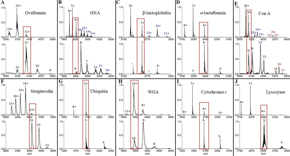 <p>Anal. Chem. 2026, 98, 6, 4518–4527: Figure 1. Representative mass spectra in +ESI (top) and −ESI (bottom) for (A) ovalbumin, (B) GNA, (C) β-lactoglobulin, (D) α-lactalbumin, (E) con A, (F) streptavidin, (G) ubiquitin, (H) WGA, (I) cytochrome c, and (J) lysozyme. Proteins that have blue or red charge states indicate additional oligomeric states that were detected. Outlines in red boxes are overlapping charge states that are compared herein. *Indicates contaminant peaks.</p>