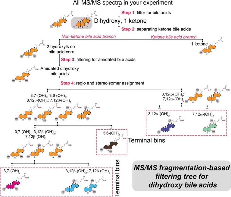 Anal. Chem. 2026, 98, 6, 4571–4584: Figure 2. Development of MS/MS fragmentation-based MassQL filtering tree. Sequential MS/MS fragmentation-based filtering tree designed to classify regio- and stereoisomers of dihydroxylated bile acids. Structures at each filtering step are shown, with terminal bins color-coded for clarity.