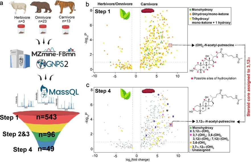 Anal. Chem. 2026, 98, 6, 4571–4584: Figure 4. Filtering of bile acid isomers in an untargeted LC-MS/MS data set. Representative example for using the MassQL filters for identifying bile acid isomers. (a) Overview of study design. Fecal samples from herbivores (n = 3), omnivores (n = 23), and carnivores (n = 13) were analyzed by LC-MS/MS and processed using MZmine4 and FBMN on GNPS2. Stepwise MassQL filtering refined candidate bile acids from 543 features (Step 1) to 96 (Steps 2 and 3) and 49 stereo and regiochemistry assigned MS/MS spectra (Step 4). Differential abundance of bile acids between herbivores/omnivores and carnivores is illustrated in the volcano plots (b) at Step 1 and (c) Step 4 of the dihydroxy filtering tree. The annotation of a previously uncharacterized bile acid was refined from (OH)2-N-acetyl-putrescine to 3,12α-N-acetyl-putrescine.