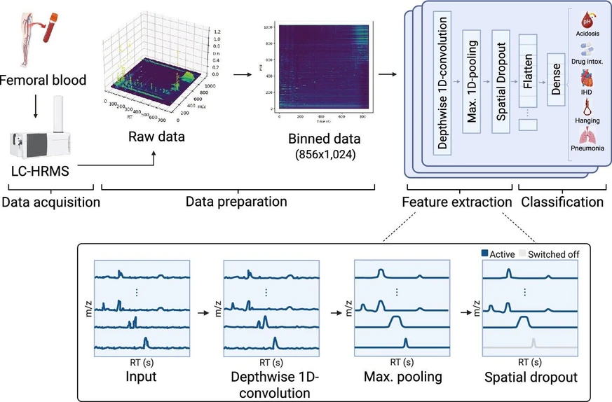 <p>Anal. Chem. 2026, 98, 9, 6589–6597: Figure 1. Overview of LCMS-Net applied to CoD screening. Binning is used to reduce the size of the raw LC-HRMS data and to ensure equally shaped input matrices. Afterward, the input matrices are processed by an ensemble of 1D-CNNs consisting of a depthwise 1D convolutional layer, followed by max pooling and spatial dropout. The results of the CNNs are flattened and dense layers are used to predict the class labels of the input data.</p>