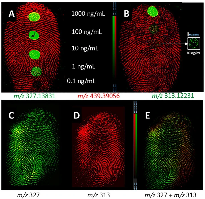 Analytica Chimica Acta, Volume 1354, 2025, 343998: Fig. 8. Application of optimised small molecules MSI method for clozapine (m/z 327.13831) and its metabolite N-desmethylclozapine (m/z 313.12231). A and B show sensitivity test for clozapine and its metabolite by spotting them in multiple 10-fold serial dilutions between 1000 ng/mL and 0.1 ng/mL, and the fingerprint is overlayed with an ion image at m/z 439.39056. C: clozapine and D: N-desmethylclozapine contaminated-fingerprints, and E: showing the overlay of both the drug and metabolite. Data is normalised by TIC. Pixel size at 50 μm.