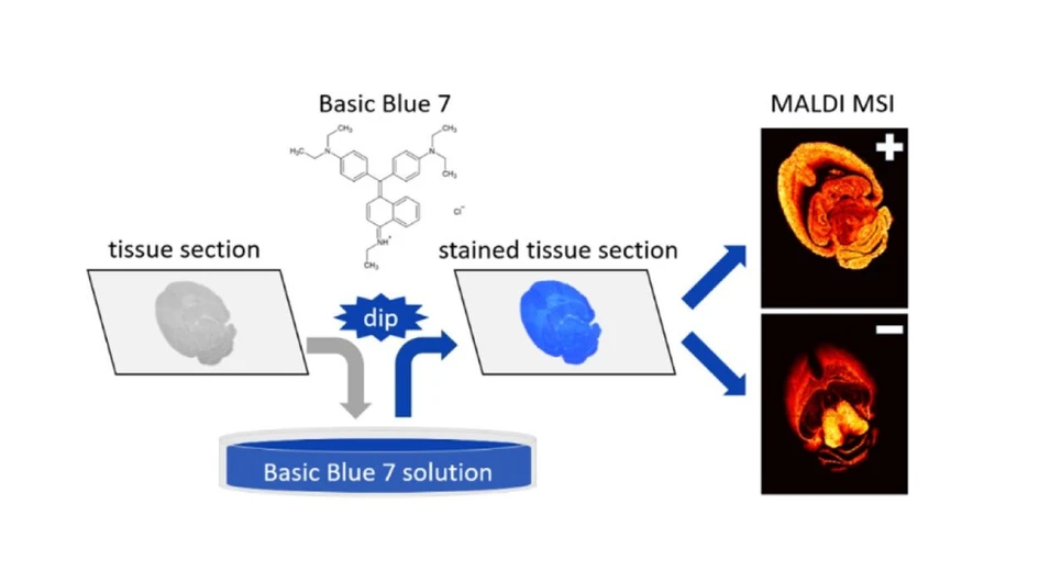<p>Anal. Chem. 2025, 97, 5, 2828–2836: Staining Tissues with Basic Blue 7: A New Dual-Polarity Matrix for MALDI Mass Spectrometry Imaging</p>