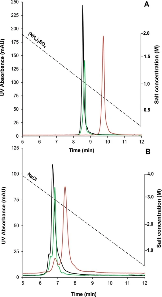 Anal. Chem. 2024, 96, 3, 1121-1128: Figure 1. Comparison of retention and selectivity obtained on different HIC columns for unstressed trastuzumab, applying inverse gradients of NH₄(SO₄)₂ from 2 to 0 M (A) and NaCl from 4 to 0 M (B) on a butyl phase (black profile), a bonded phase based on short strands of polymeric amide (green profile), and a covalently attached stationary phase based on a multiamide ligand (red profile). F = 1 mL/min, tG = 10 min, and the column oven was maintained at 30 °C.