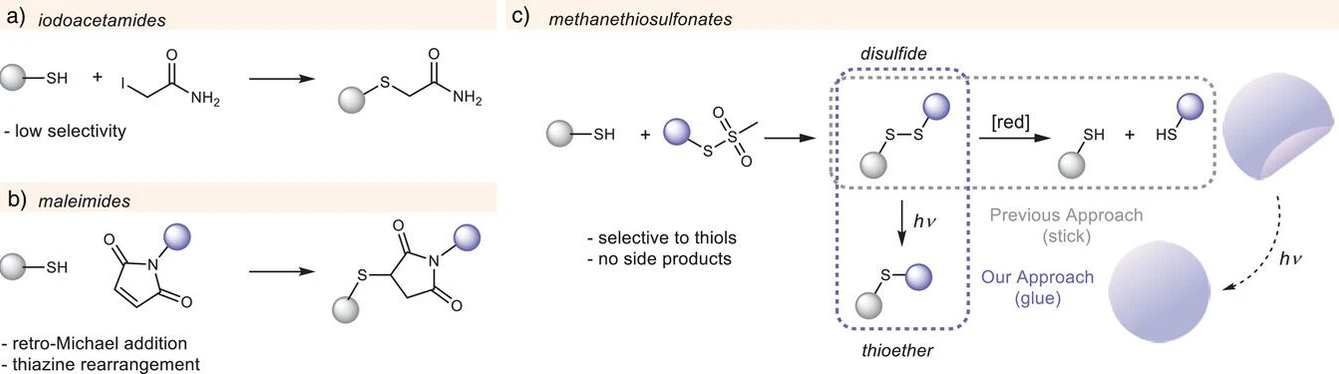 Angew Chem Int Ed Engl. 2025 Nov 2:e15338: Figure 1 - Comparison of different labeling methods: a) iodoacetamide, b) maleimide, and c) MTS and our approach.