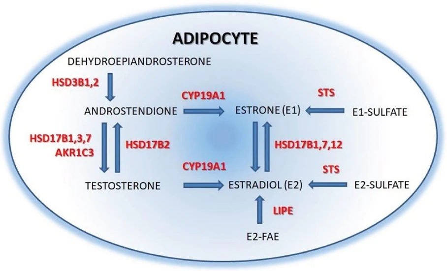 <ul><li><strong>Photo:</strong> Bioanalytic: Figure 2. Synthesis of sex steroids in adipocyte (simplified version).</li></ul>