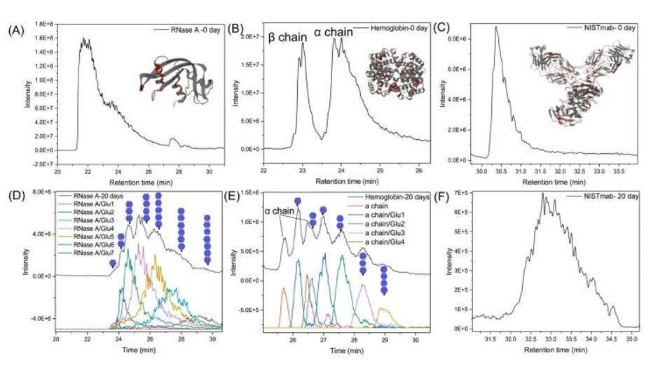 <ul>
<li><strong>Photo:</strong> Chemometrics and Advanced Separations Team: Figure 1. BPC of non-glycated (A, C) and glycated (20 days, B and D) RNase-A acquired by HILIC-MS and SEC-MS. Deconvolution results of glycated RNase-A (20 days, E and F) obtained by HILIC-MS and SEC-MS methods.</li>
</ul>