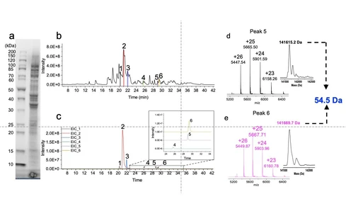 Nanoflow IEC-HRMS to study complex proteoform mixtures