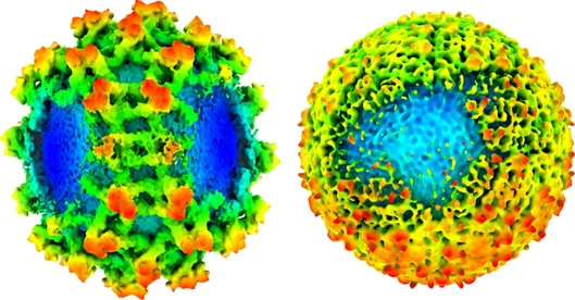  Tick-borne Encephalitis Virus Surprises Scientists: “Gaps” Discovered in Its Protein Coat 