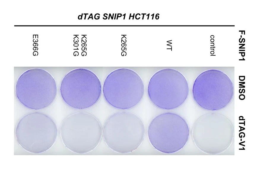 CEITEC/Blažek Lab: A Rare Genetic Disorder in the Amish Community Helped Confirm a Key Cellular Mechanism: The effect of mutations in SNIP1 on cell proliferation.