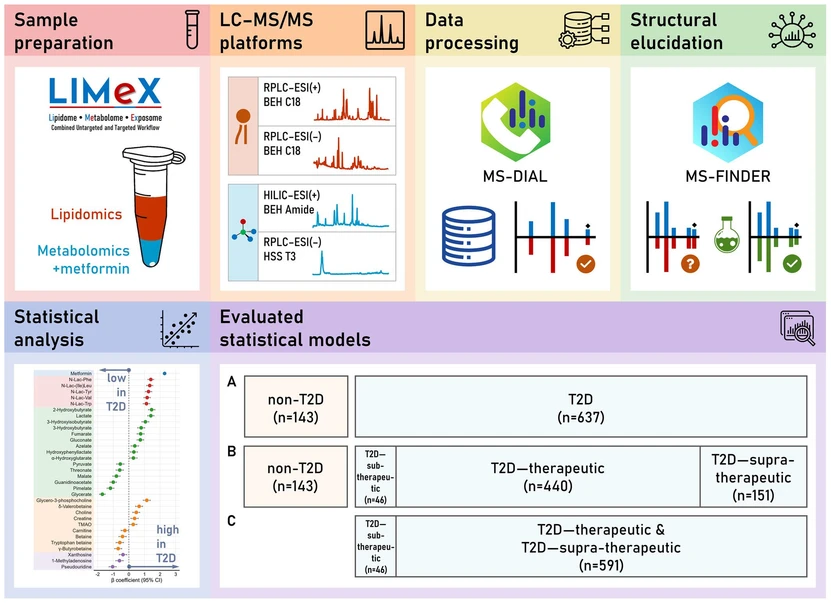 Clin Pharmacol Ther, 2026, 119: 1057-1069: Figure 1: LIMeX workflow for untargeted metabolomic and lipidomic analysis of plasma from metformin-treated T2D patients and nondiabetic controls. Samples undergo biphasic extraction to separate polar metabolites and complex lipids, which are analyzed using a multiplatform LC–MS approach. MS1 and MS/MS data are processed in MS-DIAL, with structure elucidation supported by MS-FINDER and confirmed using synthetic standards for N-lactoyl-amino acids. Statistical analyses were performed using multiple linear regression. T2D patients were stratified by plasma metformin into sub-therapeutic (≤ 100 ng/mL), therapeutic (101–2000 ng/mL), and supra-therapeutic (> 2000 ng/mL) groups.