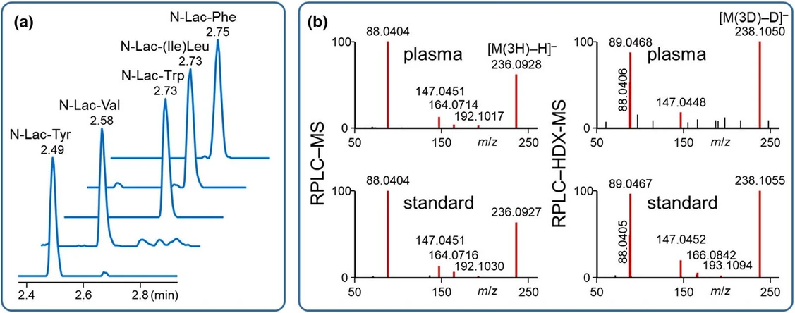 Clin Pharmacol Ther, 2026, 119: 1057-1069: Figure 2: LC–MS analysis of N-lactoyl-amino acids. (a) Extracted ion chromatograms of N-lactoyl-amino acids detected in a plasma sample using the metabolomics platform with reversed-phase liquid chromatography and negative electrospray ionization [RPLC–ESI(−)-MS]. Compounds were initially annotated as “unknowns” and distinguished by their retention times, MS1, and MS/MS spectra. (b) Representative MS/MS spectra of N-Lac-Phe from plasma and synthetic standard acquired under RPLC–ESI(−)-MS and RPLC–HDX-ESI(−)-MS conditions, highlighting a neutral loss of 72.02 Da (lactic acid minus H2O) and three exchangeable protons.