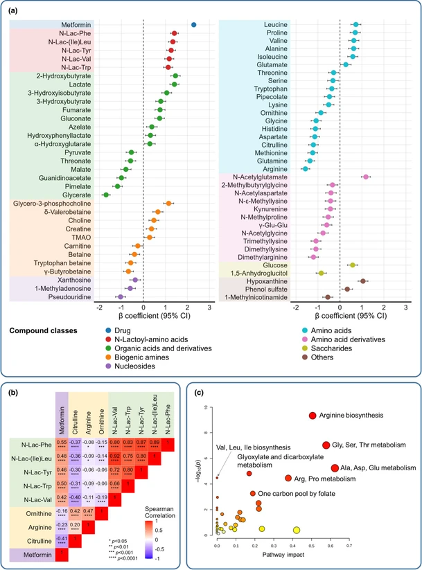 Clin Pharmacol Ther, 2026, 119: 1057-1069: Figure 3: Metabolomic profiling of metformin effects in T2D. (a) Perturbations across polar metabolite classes in T2D patients on metformin (n = 637) compared to nondiabetic controls (n = 143) with metabolites with P < 0.05 used for visualization, (b) correlations between plasma levels of metformin, N-lactoyl-amino acids, and urea cycle-related amino acids in T2D subjects (n = 637), (c) pathway analysis of metabolites significantly altered between non-T2D and T2D individuals.