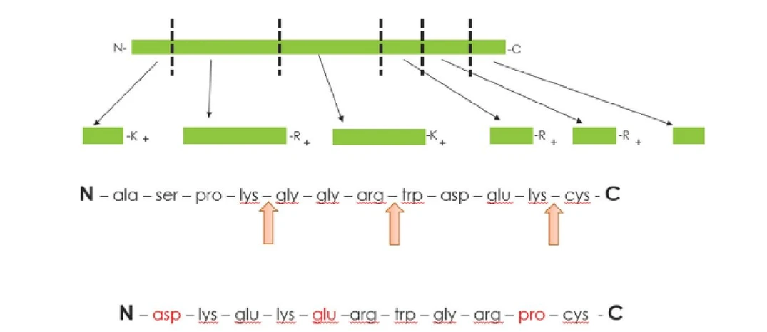 Phenomenex: Peptide Mapping Sample Preparation - Good Practices for Tryptic Digests