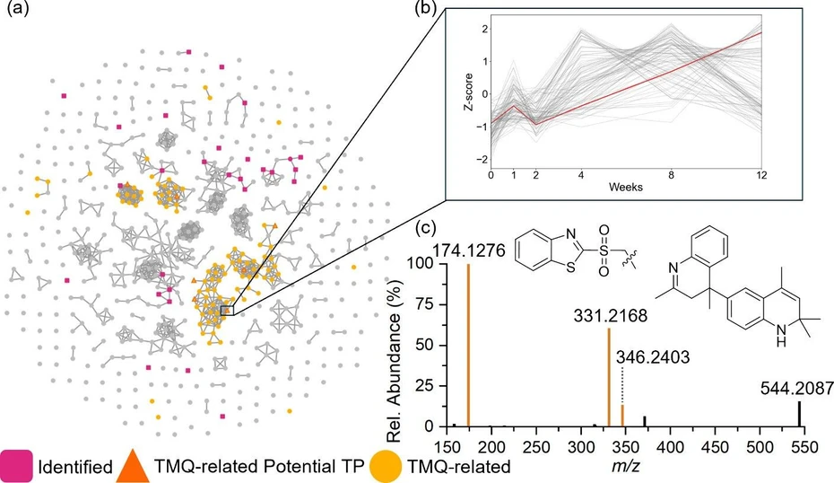 Environ. Sci. Technol. 2026, 60, 1, 1051–1062: Figure 5. (a) Turf crumb rubber molecular network with TMQ-related features; (b) temporal trend of TP-35; and (c) MS/MS of TP-35 with TMQ diagnostic fragments m/z 346.2403 (TMQ dimer), m/z 331.2168 (TMQ-C23H26N2), and m/z 174.1276 (TMQ monomer) marked in orange.