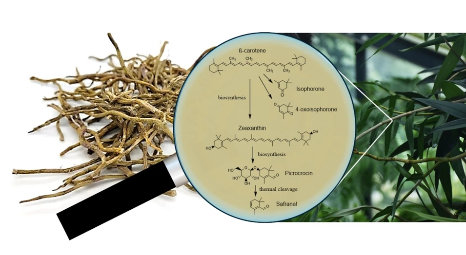 <ul><li><strong>Photo:</strong> Food Chemistry, Volume 464, Part 3, 2025, 141888: Graphical abstract</li></ul>