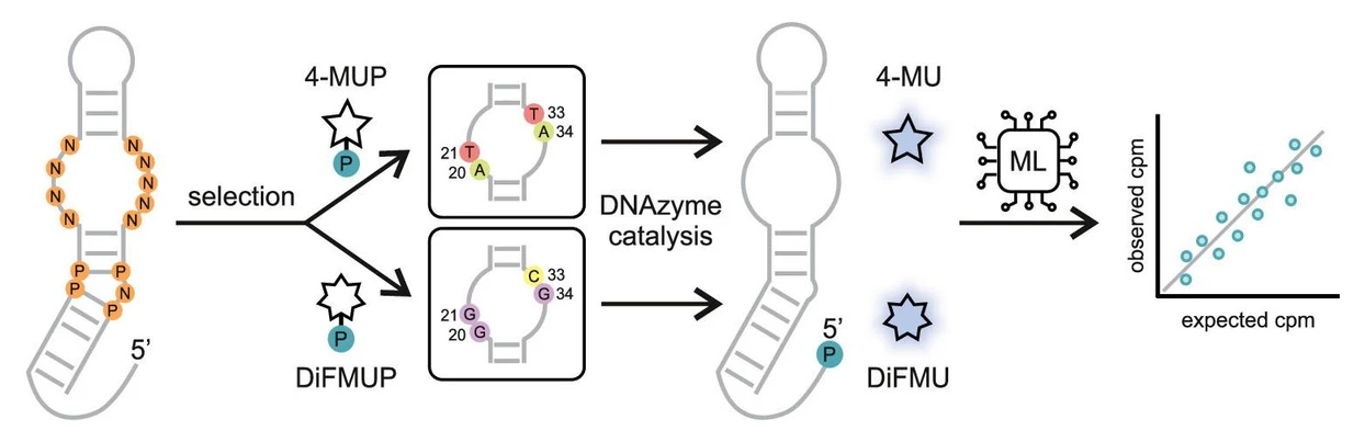 IOCB Prague: Deoxyribozymes, tools for precision sensing and machine learning-guided discoveries: Researchers also systematically investigated the specificities of self-phosphorylating deoxyribozymes that convert the coumarin substrate 4-MUP into a fluorescent product using biochemical assays, single-step selections, and machine learning. ACS Chem. Biol. 2026, 21, 5, 951-959