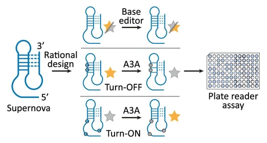 Deoxyribozymes, tools for precision sensing and machine learning-guided discoveries