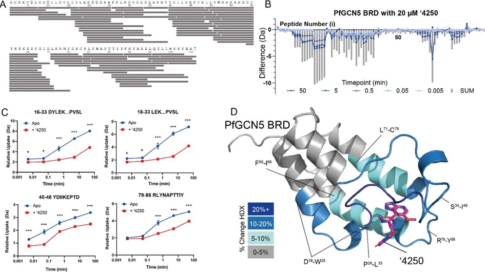 <p>J. Am. Soc. Mass Spectrom. 2026, 37, 6, 1391–1401: Figure 1. Global shifts in solvent exchange in PfGCN5-BRD on compound binding. (A) Peptide map of PfGCN5-BRD showing coverage of pepsin-produced peptide map. (B) Global HDX profile of PfGCN5-BRD on incubation with 20 μM ′4250. Each time point is shown alongside the sum of the shifts (SUM). (C) Representative peptide uptake plots of four peptides showing changes in ′4250 binding. Each data point is the average with standard deviation shown as error bars (<i>n</i> = 3). * = > 5% and >0.5 Da difference and passes a student <i>t</i>-test with <i>p</i> < 0.05, **<i>p</i> < 0.01, and ***<i>p</i> < 0.001. (D) Shifts in HDX mapped onto the PfGCN5-BRD:′4250 cocrystal structure, solved to 1.8 Å resolution. PDB: <a target="_blank" rel="noopener noreferrer" href="https://doi.org/10.2210/pdb9TM1/pdb">9TM1</a>.</p>