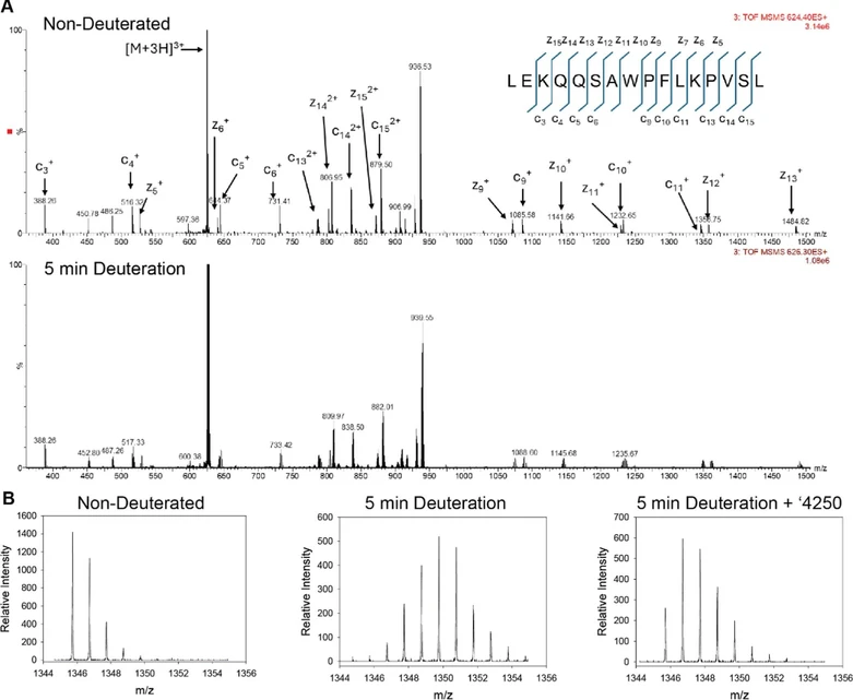 J. Am. Soc. Mass Spectrom. 2026, 37, 6, 1391–1401: Figure 3. Representative ECD MS/MS spectra of the [M + 3H]3+ precursor ion of the peptide LEKQQSAWPFLKPVSL acquired under nondeuterated and deuterated conditions. (A) ECD spectrum of the nondeuterated peptide at 0 s exchange (precursor m/z 624.40, 3+) and ECD spectrum following 5 min deuterium labeling (precursor m/z 626.30, 3+). Spectra are displayed at the indicated relative intensity scales. Predominantly c- and z-type ions consistent with nonergodic ECD cleavage were observed. (B) High-resolution isotopic distributions of a representative ECD fragment ion (c11) of the peptide LEKQQSAWPFLKPVSL under nondeuterated and deuterated conditions with and without 120 μM compound ′4250.
