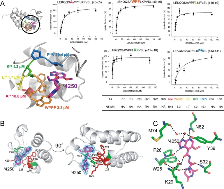J. Am. Soc. Mass Spectrom. 2026, 37, 6, 1391–1401: Figure 4. Single amino-acid HDX-MS to derive spatial KDapp at a single residue resolution compared to crystallography data. (A) HDX-MS/MS was conducted using targeted ECD on a single peptide while titrating the ′4250 compound. Consecutive fragments are used to determine individual exchange rates, from which % deuteration can be derived. Each data point is averaged with standard deviation, from n = 3, with each exchange reaction being conducted independently. (B) Detail of ′4250 electron density binding to PfGCN5-BRD with amino acids pertinent to subsequent HDX-MS/MS analysis colored red/green. (C) Map of potential polar contacts between ′4250 and PfGCN5-BRD as identified via crystallography. Water molecules shown as red spheres.