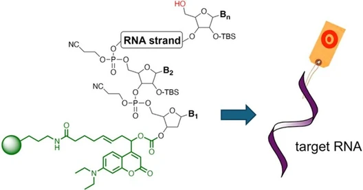 Coumarin-Based Photolabile Solid Support Facilitates Nonchromatographic Purification of RNA Oligonucleotides