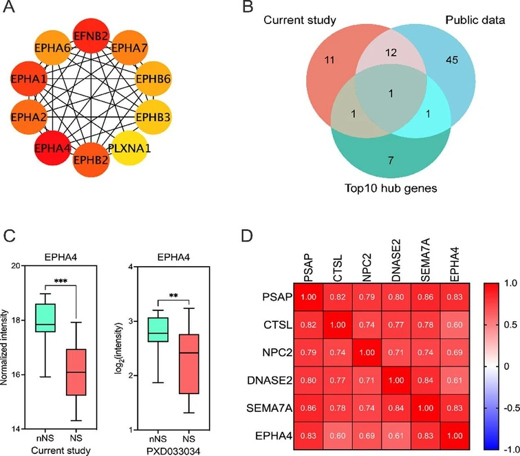 J. Proteome Res. 2026, 25, 2, 713–722: Figure 4. Key axonal protein downregulated in CSF from patients with neurosyphilis. (a) The top 10 hub genes involved in axonostasis were identified by the STRING network data set and PPI analysis. (b) A Venn diagram revealed 1 protein (EPHA4) shared across DEPs related to axonostasis in our current data and in the public data set (PXD033034) and the top 10 hub genes. (c) EPHA4 was significantly downregulated both in our present study (Padj = 0.011) and in the PXD033034 data set (Padj = 0.028). (d) Correlation analysis demonstrated that the EPHA4 level was significantly positively correlated (P < 0.05) with the levels of PSAP (r = 0.83), CTSL (r = 0.6), NPC2 (r = 0.69), DNASE2 (r = 0.61) and SEMA7A (r = 0.83). NS: neurosyphilis; nNS: non-neurosyphilis. * P < 0.05.