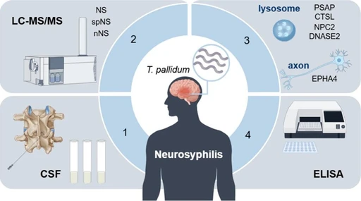 Cerebrospinal Fluid Proteome Reveals Dysregulation of Lysosomal and Axonal Proteins in Neurosyphilis