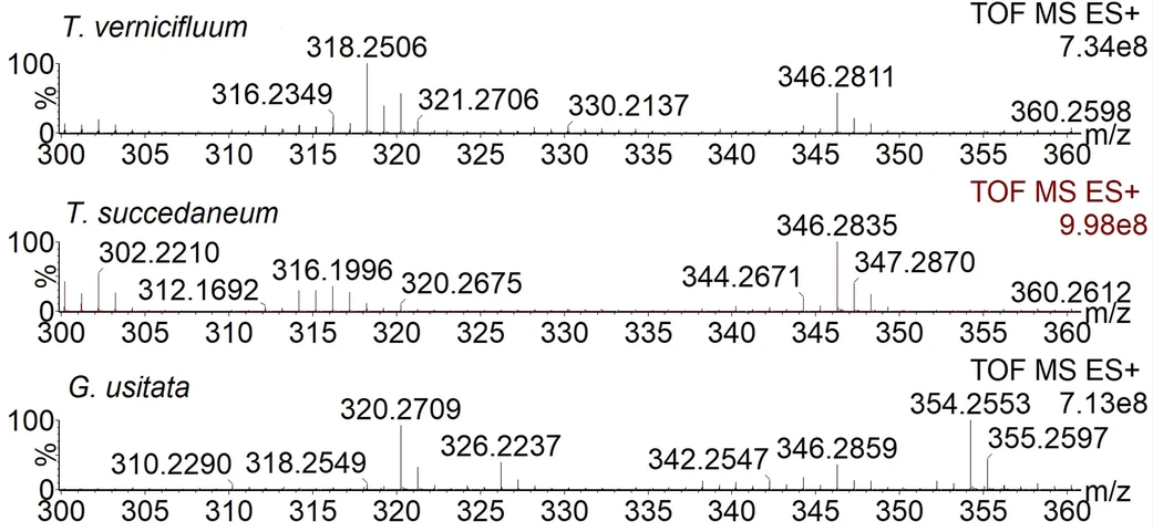 Journal of Cultural Heritage, 77, 2026, 187-196: Fig. 2. Spectra of lacquers prepared from Toxicodendron vernicifluum, Toxicodendron succedaneum and Gluta usitata (samples U, V and B).