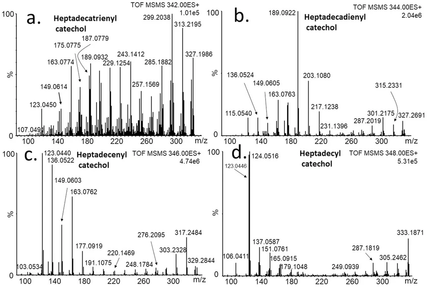 Journal of Cultural Heritage, 77, 2026, 187-196: Fig. 3. Fragmentation spectra of heptadecylcatechols possessing 0-3 double bonds, (MS/MS; m/z of parent ions are: a) 342.2559, b) 344.2715, c) 346.2872, d) 348.3028).