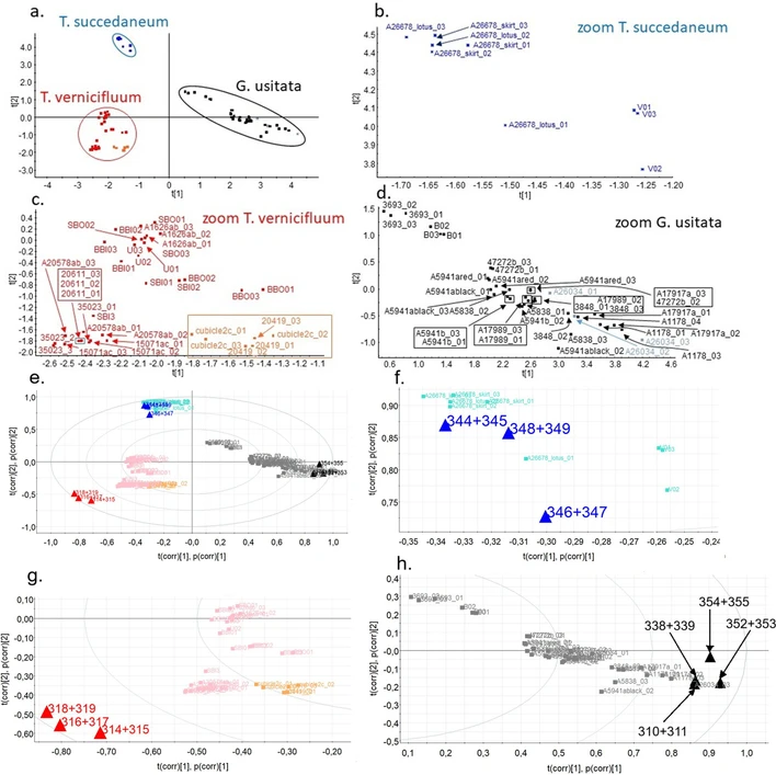 Journal of Cultural Heritage, 77, 2026, 187-196: Fig. 5. Score plot and bi-plot from PCA analysis of lacquers taken from historic objects, a. whole Score PCA plot, b. zoom of the T. succedaneum area, c. zoom of the T. vernicifluum area, d. zoom of the G. usitata area, e. whole PCA bi-plot, f. zoom of the T. succedaneum area in the PCA bi-plot, g. zoom of the T. vernicifluum area in the PCA bi-plot, h. zoom of the G. usitata area in the PCA bi-plot.