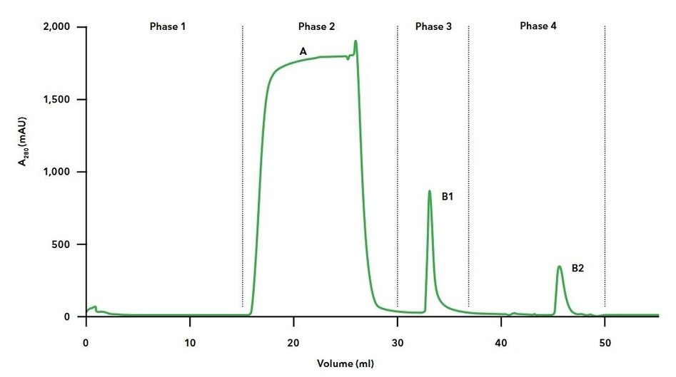 KNAUER: AZURA® Bio Lab Advanced FPLC System: The affinity chromatography step was automatically combined with a gel filtration step to exchange the buffer of the purified mouse IgG antibodies; Phase 1: Column equilibration, Phase 2: Sample injection and washing, Phase 3: Elution of IgG from protein A column, Phase 4: Desalting of IgG.