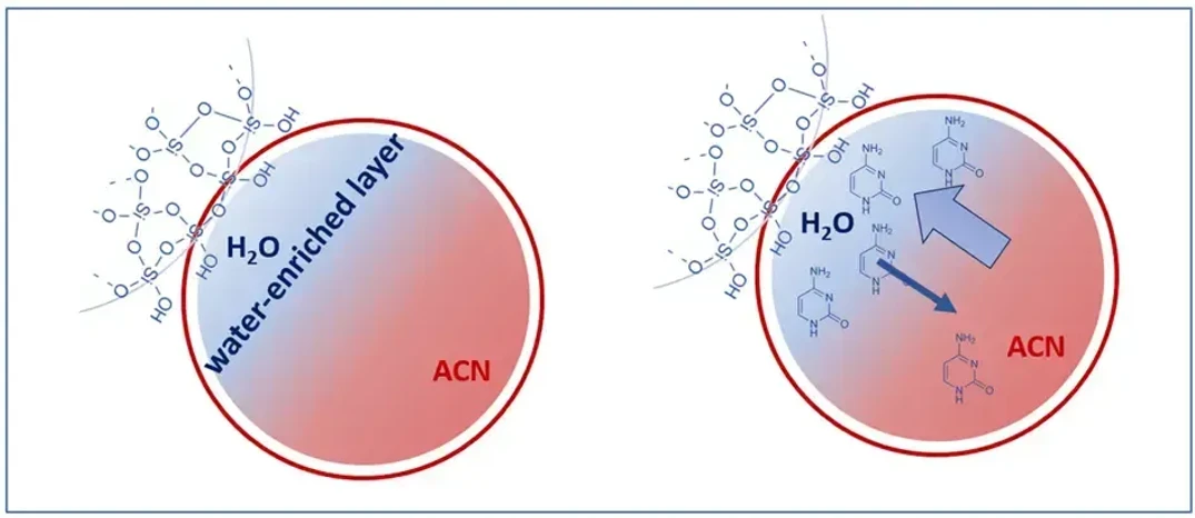 KNAUER: Figure 2 - Hydrophilic Partitioning on Water-enriched Layer.