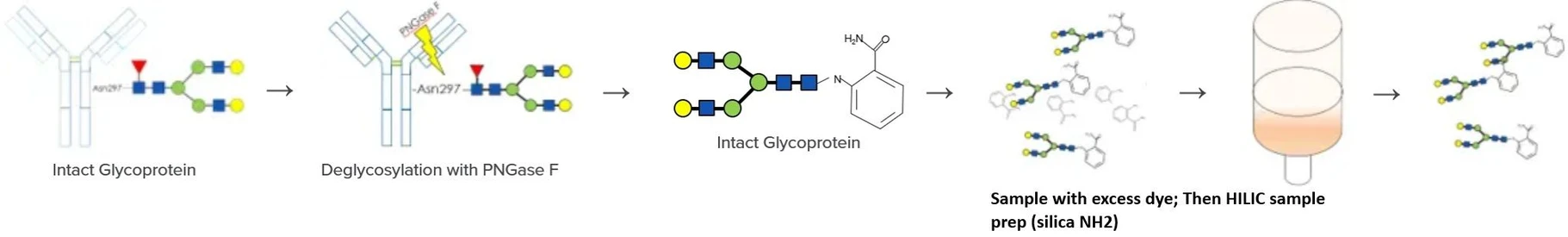 Phenomenex: Sample Prep for N-linked Glycans