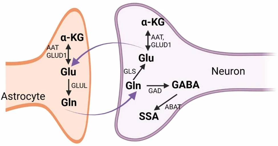 Prog Neurobiol. 2026 Apr:259:102891: Fig. 3. Astrocyte – neuron cycle of Glu-Gln-GABA synthesis and metabolism. Astrocytes provide neurons with Gln, a precursor for synthesizing Glu and GABA. Astrocytes absorb excess Glu to complete the cycle, which is then metabolized back into Gln.