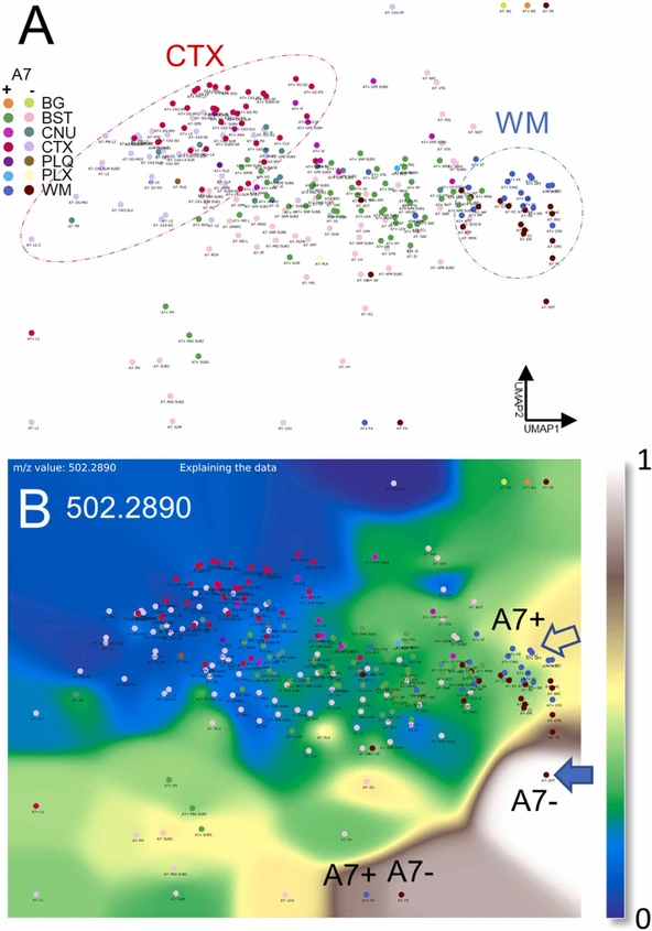 Prog Neurobiol. 2026 Apr:259:102891: Fig. 9. Cerebral brain lipid atlas (CBLA) and a Virtual Landscape Visualization (VLV) of a differentially detected m/z generated with MSI-ATLAS (Gildenblat et al., 2025b). (A) shown is the UMAP 2D dimensionality reduction graph (CBLA, only nodes, no edges) of 123 brain regions highlighting the cortex (CTX) and white matter (WM) region clusters. A7ko mice show a slight shift in their general lipid profile towards top/right. (B) VLV of m/z 502.2890 showing increased levels in AD-A7ko mice (A7single bond) in specific white matter regions (e.g., OPT – filled arrow). No expression is detected in the cortex regions (blue). The landscape color map represents the normalized MSI signal intensity, ranging from 0 (dark blue) through green, yellow, brown, to bright white (maximum 255)(Matplotlib, color map: terrain). The brain region nomenclature is based on the Allen Mouse Brain Atlas (Sunkin et al., 2013).