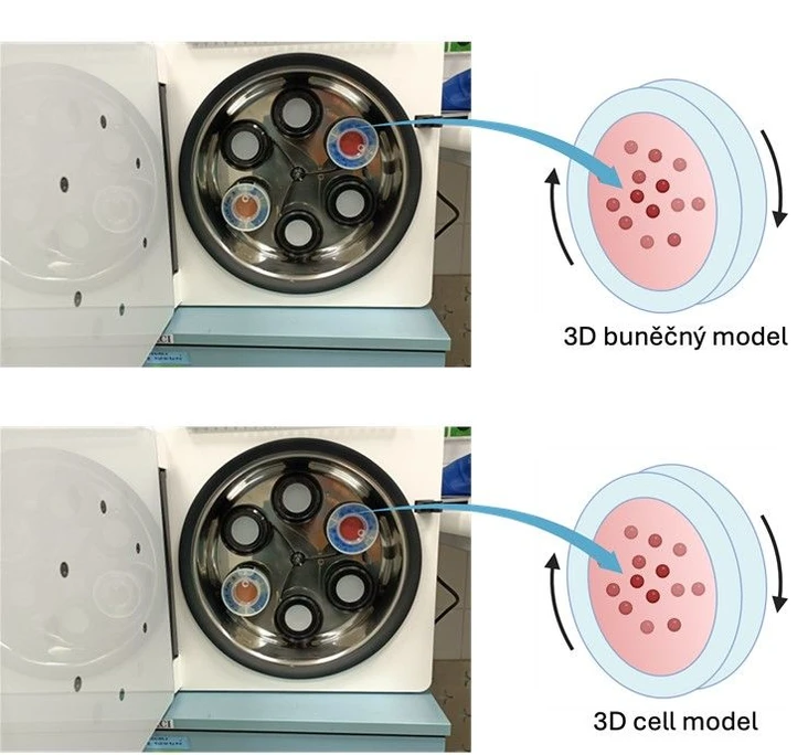 RECETOX: Illustration of an advanced dynamic 3D cellular model