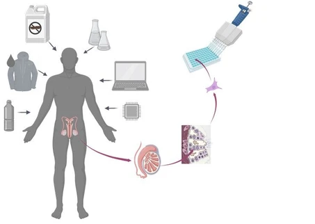 RECETOX Research Team Successfully Completes Project on Male Reproductive Toxicity Assessment Without Animal Testing