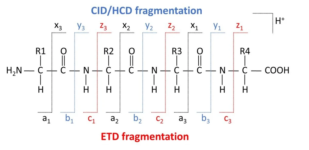 Thermo Fisher Scientific: Collision-Based Ion-activation and Dissociation: Figure 1: Location of peptide/protein backbone cleavage and its nomenclature. Representative here is a 4-amino acid peptide with side chains labeled R1-4.