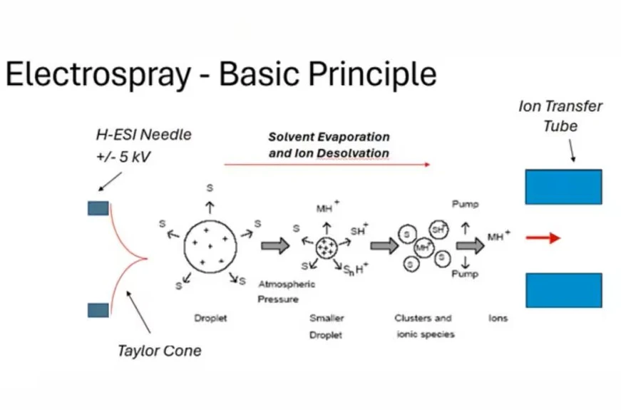 Thermo Fisher Scientific: Electrospray 101: What to Know About LC-MS Sources – and a First Look at Optispray: Basic principle of electrospray ionization. A high-voltage needle forms a fine spray of charged droplets that shrink through solvent evaporation, releasing gas-phase ions for mass spectrometry.