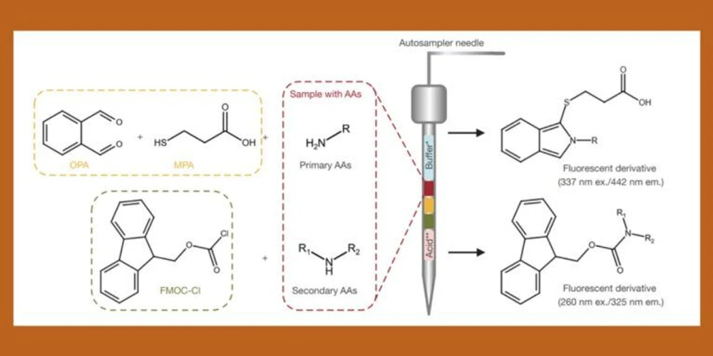 Thermo Fisher Scientific: How to Cut HPLC Sample Preparation Time for Derivatizing Amino Acids: In-needle derivatization of primary and secondary AAs with OPA/MPA and FMOC-Cl reagents for subsequent LC analysis of the fluorescent derivatives. *Borate buffer pH 10, **acetic acid for quenching.