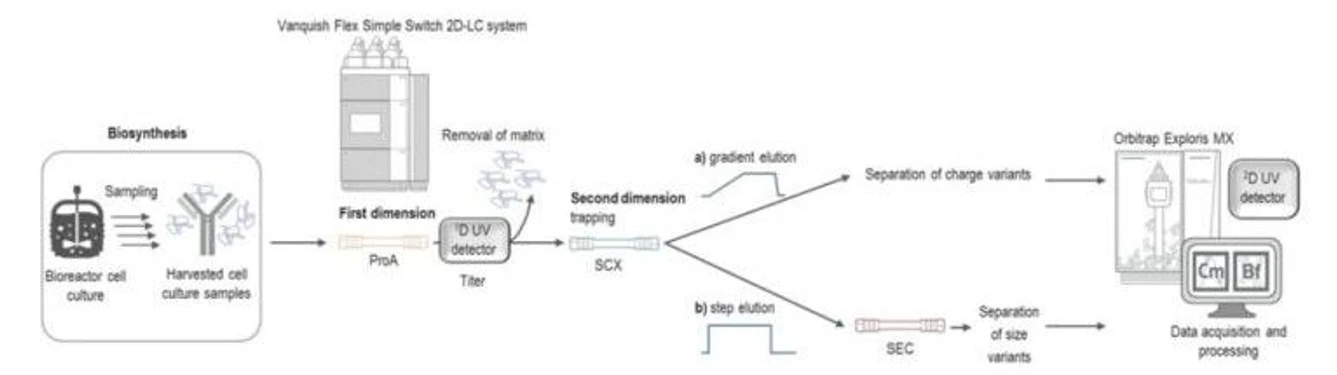 Thermo Fisher Scientific: Monitoring mAb Manufacturing the Easy Way with Switchable 2D‑LC-UV-MS: Figure 4. Quality attribute monitoring of mAb biosynthesis by switchable 2D-LC-UV or MS workflow.