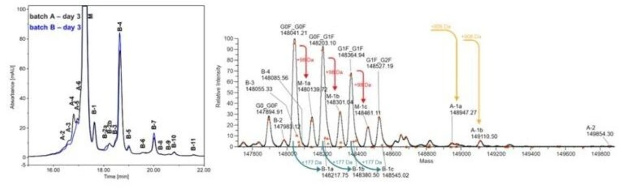 Thermo Fisher Scientific: Monitoring mAb Manufacturing the Easy Way with Switchable 2D‑LC-UV-MS: Figure 5. Coupling to UVD or HRAM MS in 2D charge variant analysis. Left: quick and straightforward batch comparison with the ProA-SCX-UV. Right: ProA-SCX-HRAM MS provides deep insights into glycoforms and modifications at the intact mass level.