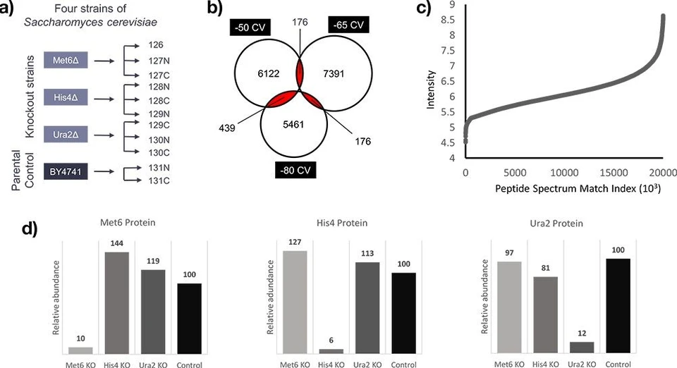 Thermo Fisher Scientific: a) Quantitative experimental design for the analysis of a control and three knockout (KO) strains. b) The orthogonality of the FAIMS Pro interface shows improved peptide coverage when using a range of different CVs. c) Intensity ranking across five orders of quantitative dynamic range for the peptide spectrum matches provided by Proteome Discoverer software. d) Quantitative ratios for each of the samples, highlighting the relative abundance of the KO proteins.